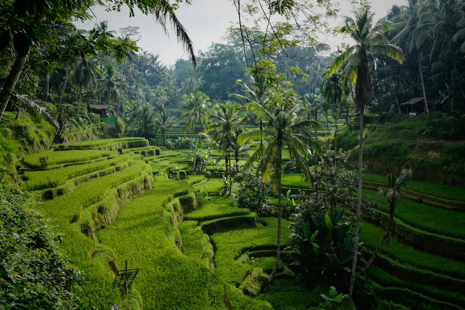 Canggu development land ricefield Canggu development land ricefield